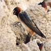 Cliff Swallow Rust (Rust)